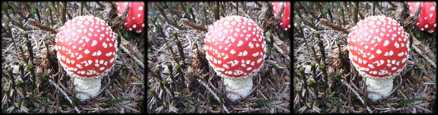 Fairytale Mushroom